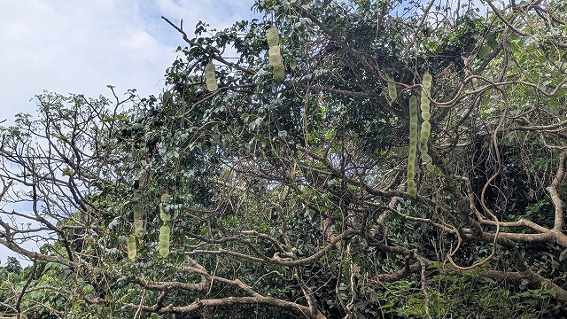 Banna公園的Modama豆莢