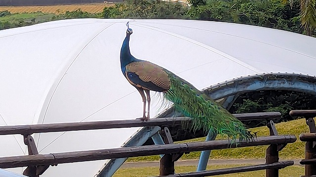 Banna公園的孔雀