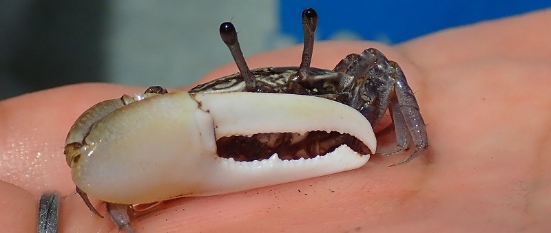 Fiddler crab on the Fukido River mud flats
