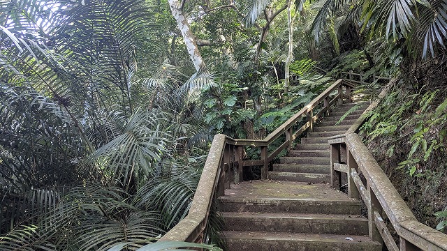 螢火蟲步道階梯