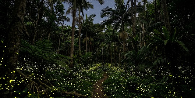石垣島螢火蟲觀賞行程