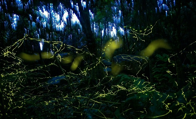 石垣島螢火蟲街道