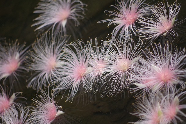 漂浮在水面的穗花棋盤腳