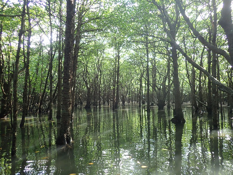 Mangrove forest along Fukido River, Ishigaki Island
