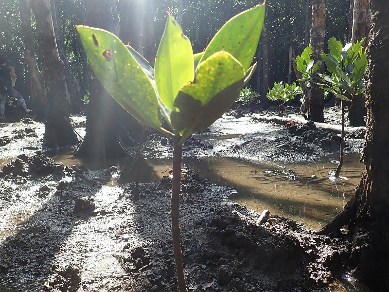 Rhizophora mangrove seedling at Fukido River