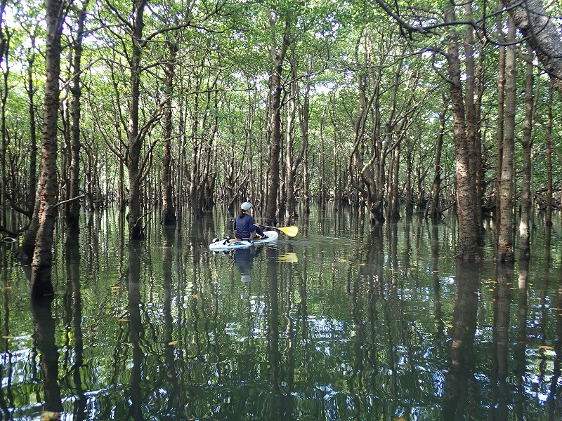 Fukido River mangrove kayak and SUP tours
