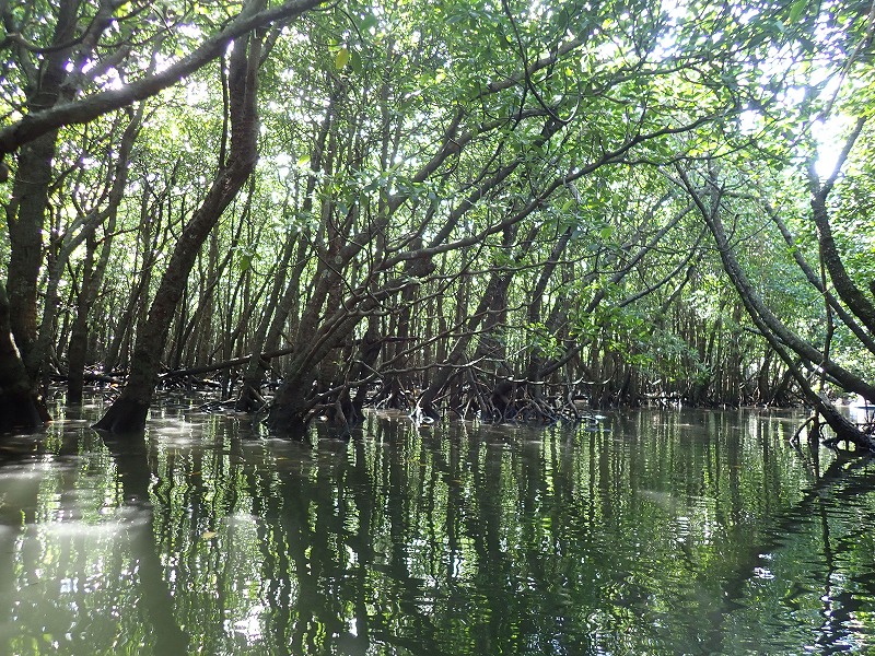 Mangrove tunnel at Fukido River, Ishigaki Island