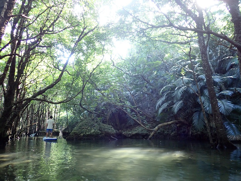 Deep inside the Fukido River mangrove forest