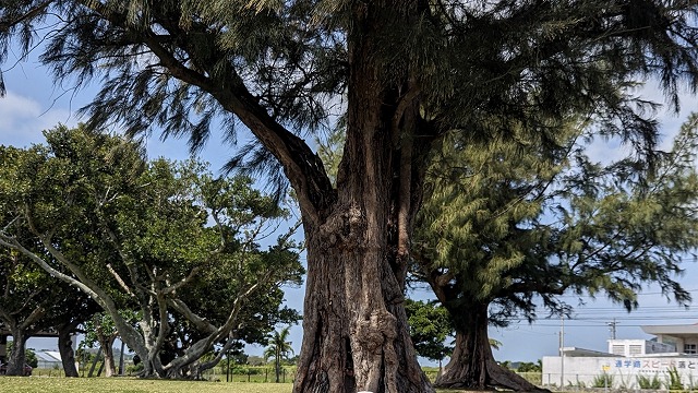 沒有花粉的石垣島