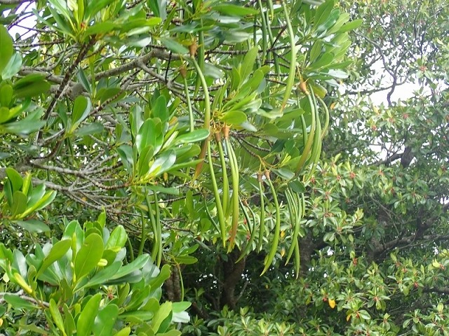 雌蕊紅樹（Mehirugi）