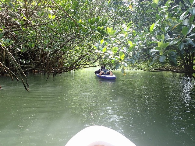 低矮的樹木隧道