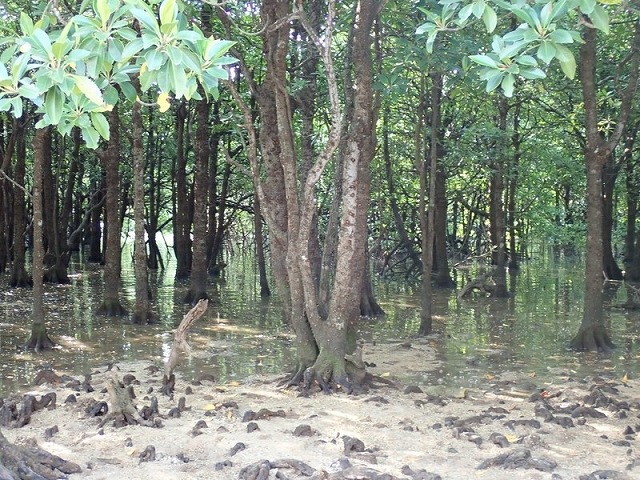 宮良川紅樹林SUP
