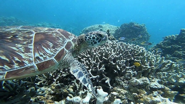 石垣島的海龜