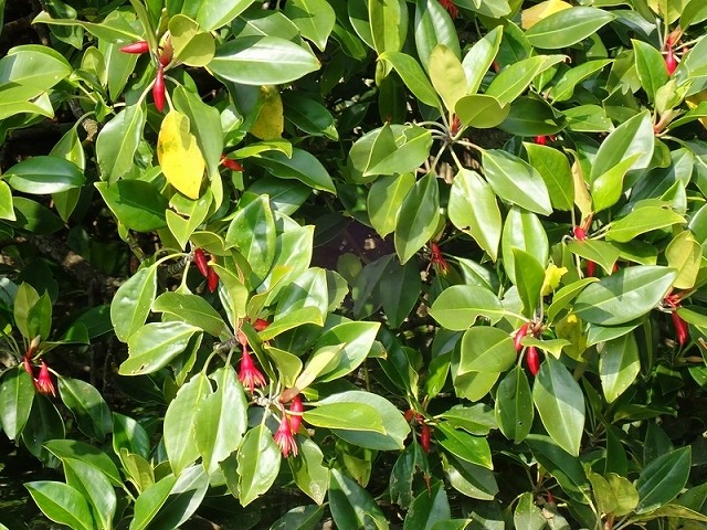 雄蕊紅樹（Ohirugi）的花