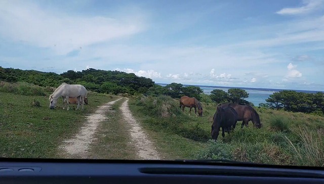 馬匹橫穿道路的駕駛體驗