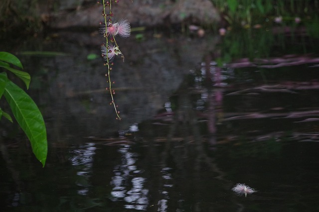 水面與棋盤腳花
