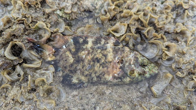 乾潮時被困在潮池裡的魚