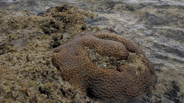 石垣島乾潮時露出的珊瑚礁