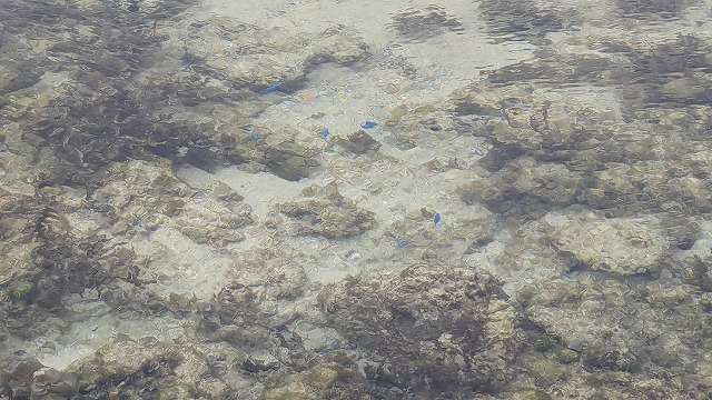 石垣島礁石上的潮池