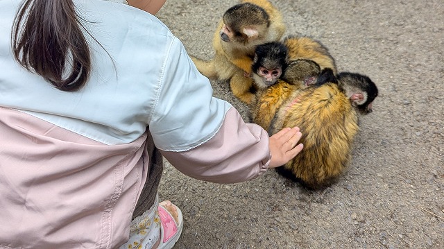 Yaima村的松鼠猴